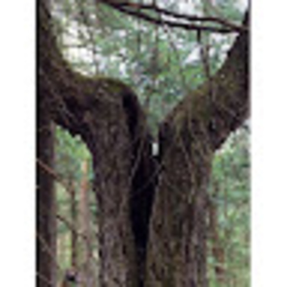 Meet your Posher, Keri - Picture 1 of 1